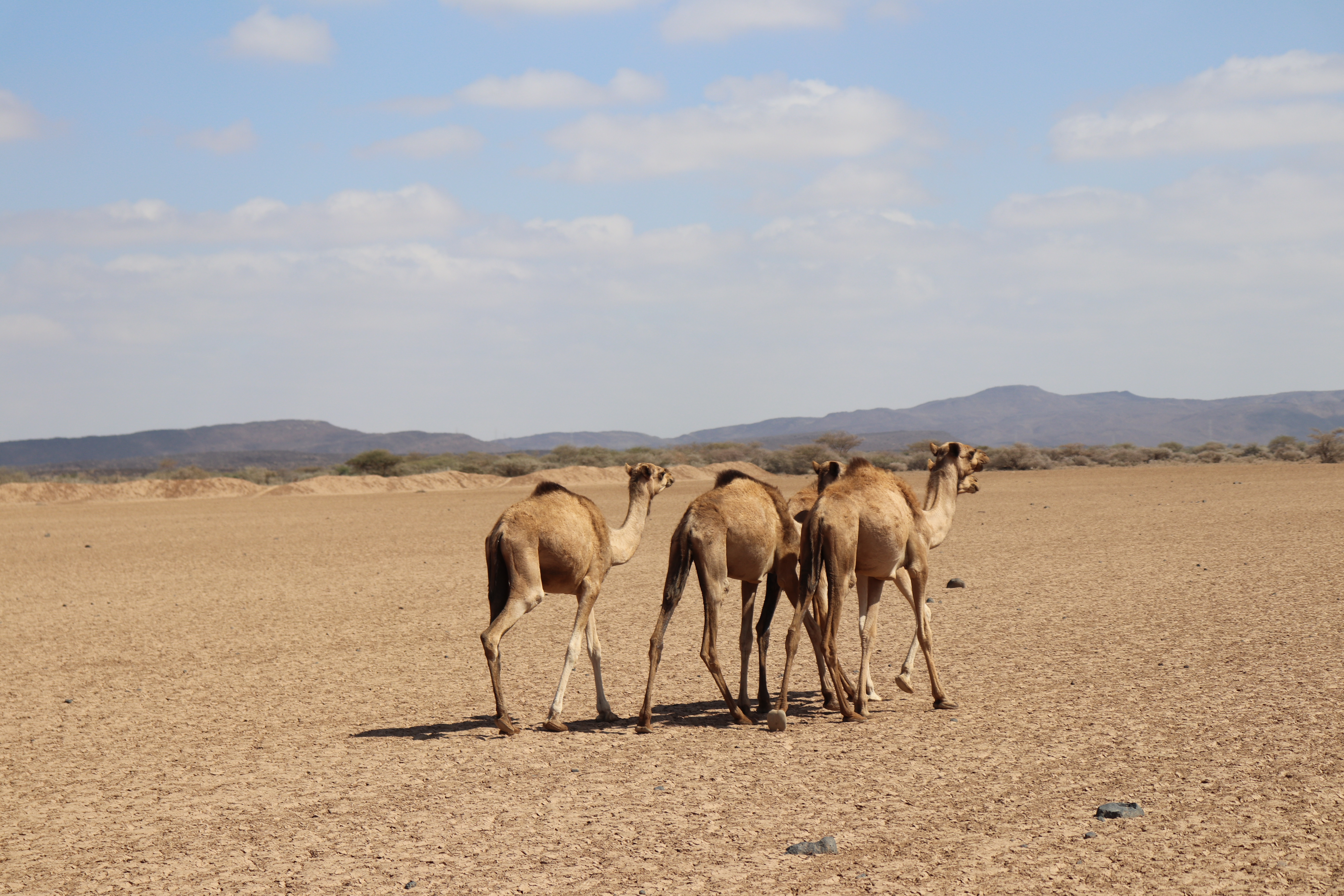 desert of bara, djibouti ⋆ Kenya Travel Blogger